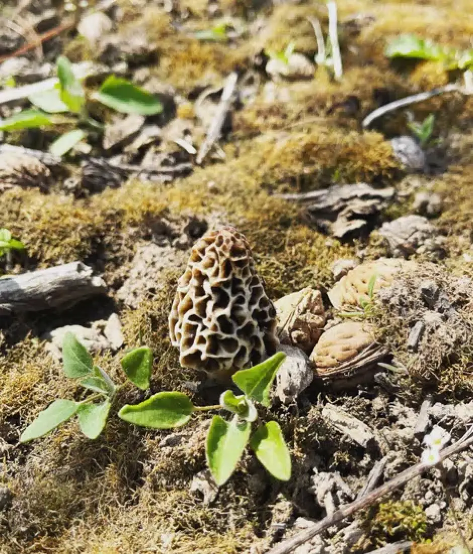 Local findings in nature